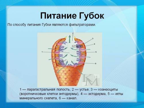 Мне составить или найти схему питания клеток губки