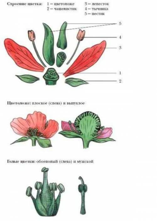 Подумай ,каким может быть минимальный набор частей цветка.