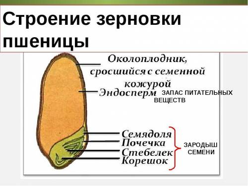 Какое строение имеет зерновка пшеницы?