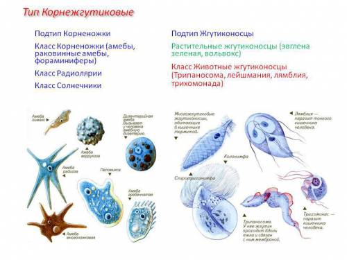 ﻿﻿какие представители у класса корненожки, какая у них форма тела, с чего они передвигаются? и все т