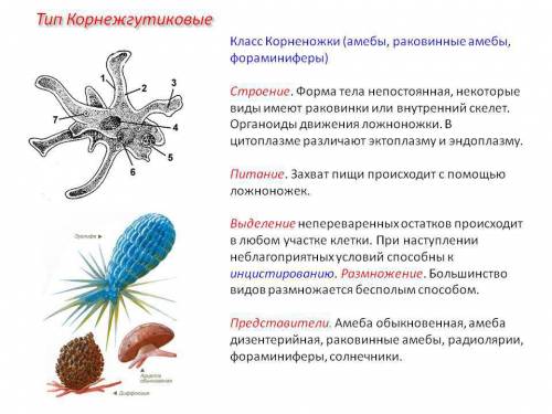 ﻿﻿какие представители у класса корненожки, какая у них форма тела, с чего они передвигаются? и все т