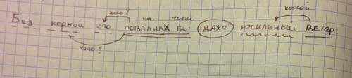 Без корней его повалили бы даже несильный ветер. синтаксический разбор. 20