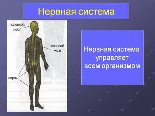 Подготовь рассказ на тему значение нервной системы для организма отметь согласованную работу орган