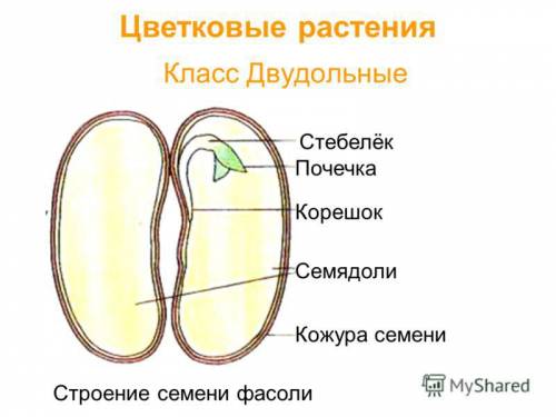 Биология. строение семени фасоли зарисуйте, , строение семени фасоли и подпишитесь их части