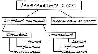 Основные структуры железистых эпителий