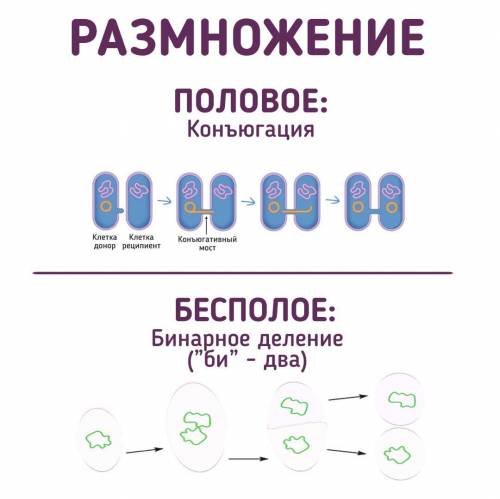 Убактерий гаметы могут образовываться только путём мейоза могут образовываться только путём митоза м