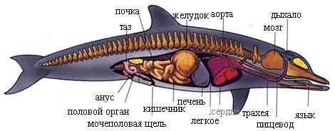 Дыхательная система морских млекопитающих