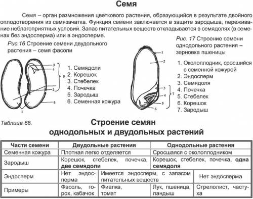 Строение семян однодольных и двух дольных растений коротко напишите