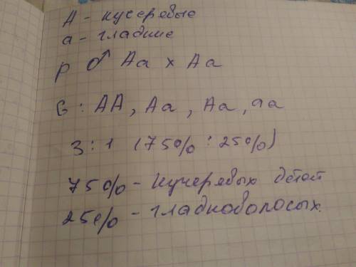 Полайлуста у человека доминируют кудрявые волосы на гладенькекучерявий отец и гладкая мать с такими