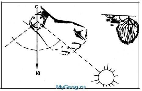Как можно определить стороны горизонта по солнцу и часам