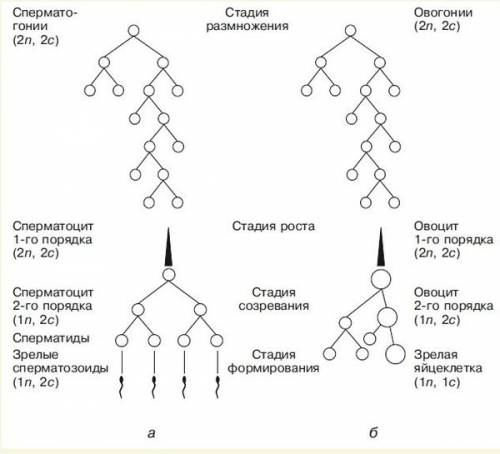 Вчем заключается биологическое значение мейоза как особой формы клеточного деления его отличия от мо