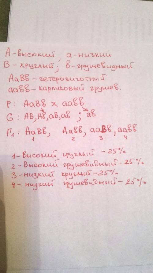 Утоматов высокий рост доминирует над карликовым, шаровидная форма плодов над грушевидной,гены находя