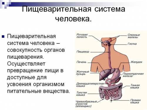 Перечислить органы системы пишеворительной