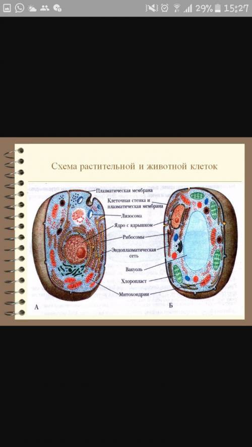 Схема растительности и животных.желательно рисунок