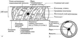 Рассмотрите при большом увеличении микроскопа одну клетку спирогиры.из каких частей она состоит? зар