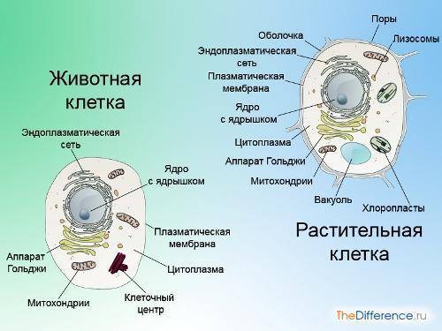 Наличие какого органоида отличает клетки животного от клеток растений? 1) ядро 2) клеточный центр 3)