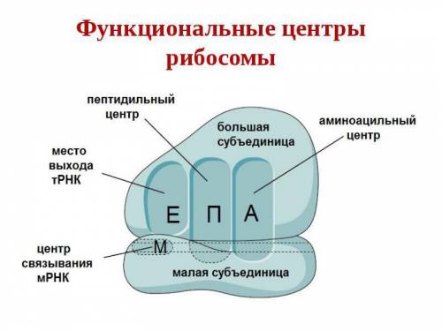 Каким образом молекулы аминокислот собираются в полимерную молекулу белка