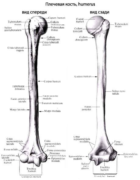 Внешнее строения плечевой кости что должно быть: (строения кости, описания кости и выяснить как стро