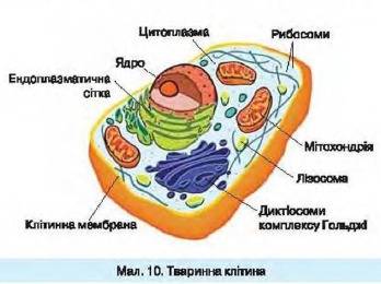 Реферат на тему органели клітин 6 клас