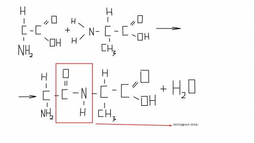 Напишите уравнение реакции образования дипептида, состоящего из глицина (nh2 - ch2 - cooh) и аланина