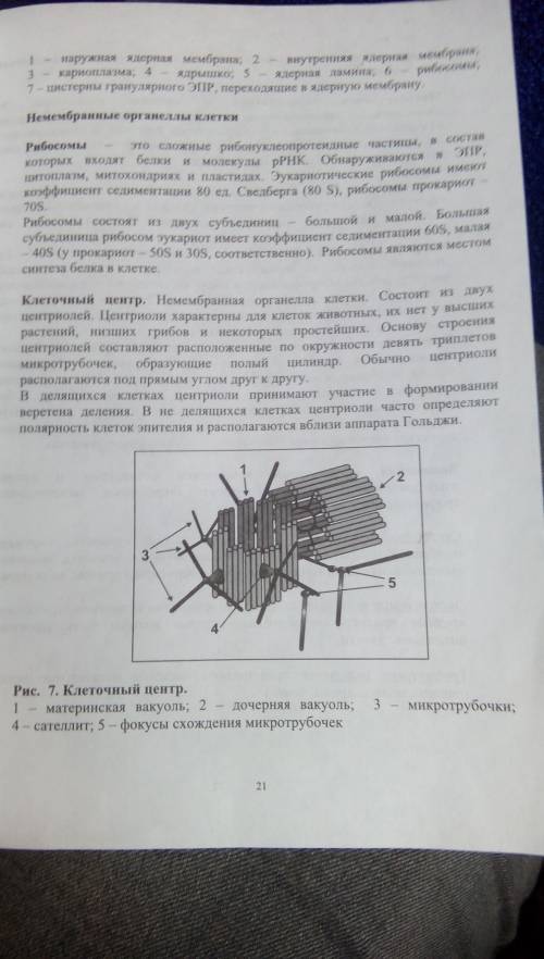 Цитоплазма(структура, особенности строения, функции) клеточный центр(структура, особенности строения