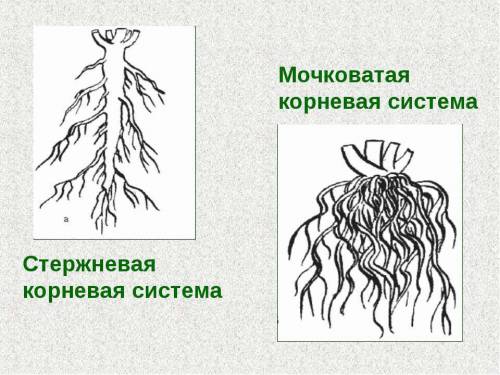 Дыня это стержневая или мочковат ая корневая