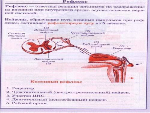 Деятельность нервной системы осуществляется по рефлекторному принципу, то есть