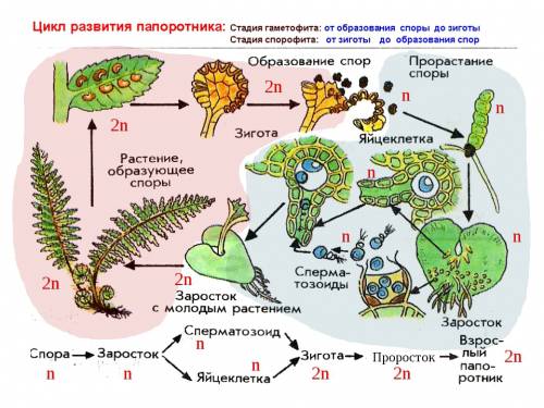 1.найдите неверное утверждение об ученых и сделанных ими открытиях а)к.бэр сформулировал закон зарод