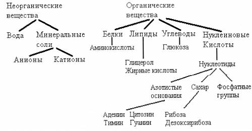 Какие вещества входят в состав клетки ( схема: )