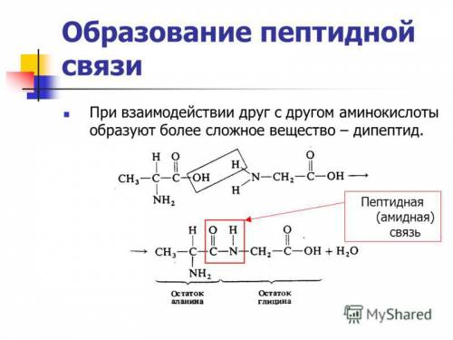 Составить дипептид и отметить звездочка пептидную связь