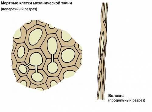 Что такое механическая ткань? надо определение и функции!