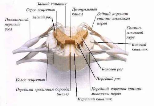 Сним связаны ориентировочные рефлексы