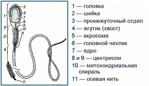 Вякому середовищi може рухатися сперматозоїд?