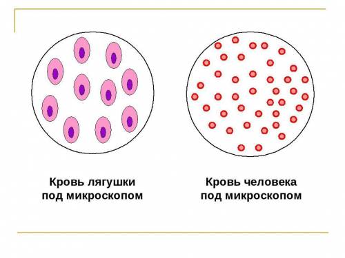 1)чем эритроцит человека отличается от эритроцита лягушки? раскройте преимущества, которые достигают