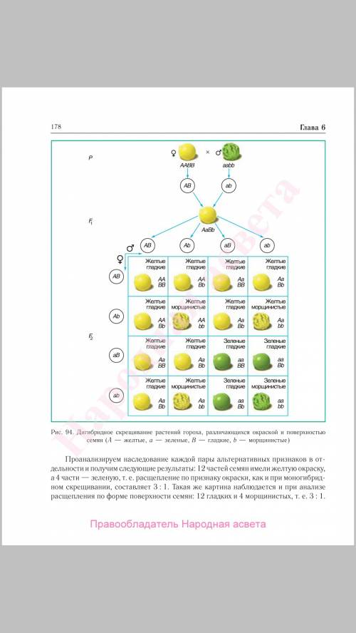 Генотип гороха с желтой окраской и морщинистой формой семян аавв. сколько различных типов гамет буде