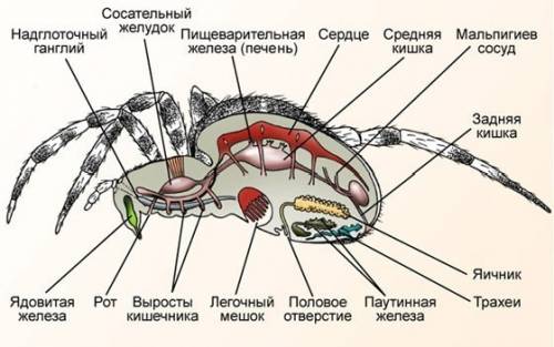 Строение тела, отделы тела- у паукообразных