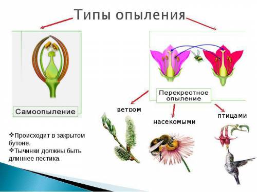 Опиши внешний вид цветка, опыляемого насекомыми