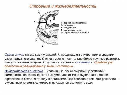 Чем представлен орган слуха у лягушек, ящериц,