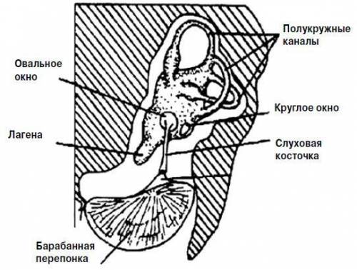 Чем представлен орган слуха у лягушек, ящериц,