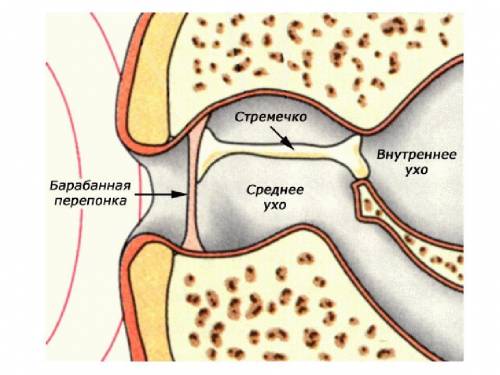 Чем представлен орган слуха у лягушек, ящериц,