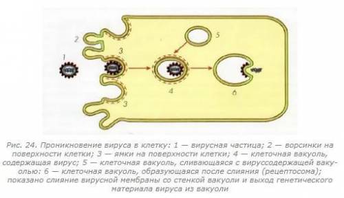 Опишите процесс проникновения вируса в клетку