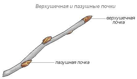 Каково местоположение пазушных почек? чуть подзабыла(