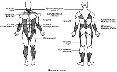 Основные группы скелетных мышц человек. таблицей.