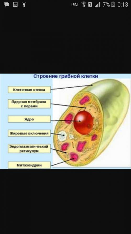 Строение клеток гибов,растений,животных