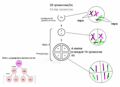 Материнская клетка спор твердой пшеницы имеет 28 хромосом.в процессе образования микроспор между гом