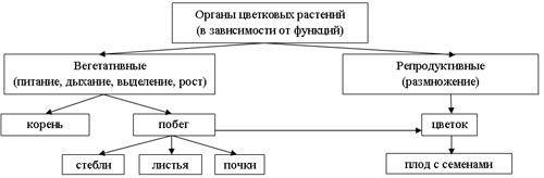 Изучив материал учебника на, составьте схему «органы покрытосеменных растений»