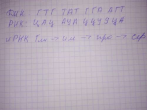 Фрагмент цепи днк имеет последовательность нуклеотидов: гтгтатггаагт. атагцтгаацггаацт. определите п