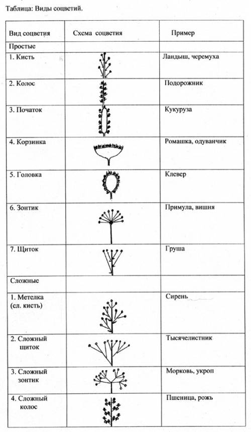 По три простых и сложных соцветий: 1) типы соцветий: 1. 2. . ; 2) характерные признаки; 3) виды раст