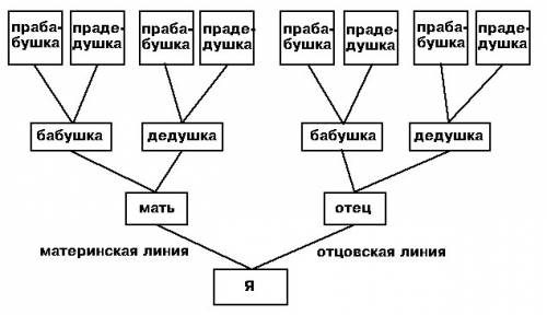 Ссоставлением родословной по биологии