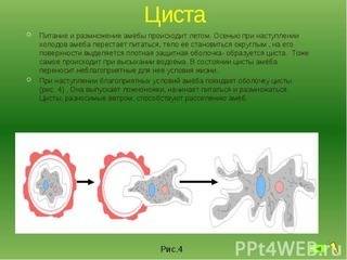 Для какого вида простейших характерна стадия цисты